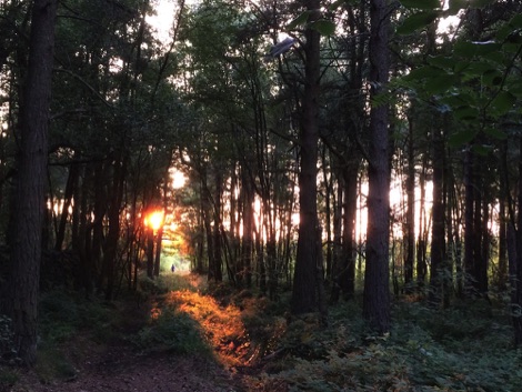 Sunset in the forest